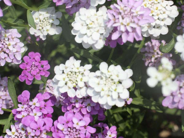 21 Gorgeous Garden Plants to Grow From Seeds Candytuft Tall #Gardening #DIY #DIYGardening #Landscape #SeedGardening