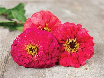 21 Gorgeous Garden Plants to Grow From Seeds Cherry Queen Zinna #Gardening #DIY #DIYGardening #Landscape #FrugalGardening 