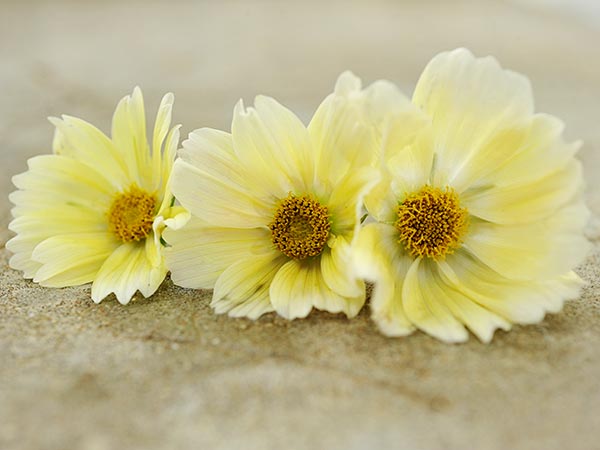 21 Gorgeous Garden Plants to Grow From Seeds Cosmos Xanthos #Gardening #DIY #DIYGardening #Frugal #Landscaping