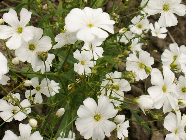 21 Gorgeous Garden Plants to Grow From Seeds Covent Garden Babys Breath #Gardening #DIY #DIYGarden #BabysBreath #Landscaping