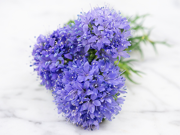 21 Gorgeous Garden Plants to Grow From Seeds Gilia Globe #Gardening #DIY #DIYGardening #Landscaping #Frugal