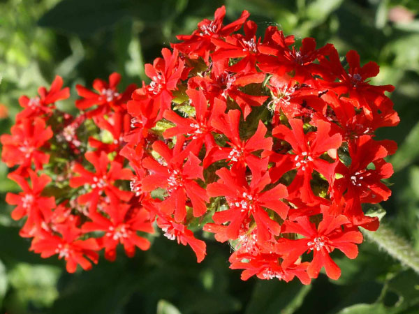 21 Gorgeous Garden Plants to Grow From Seeds Lychnis Maltese Cross #Gardening #DIY #DIYGardening #Landscaping #Frugal