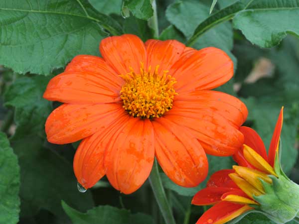 21 Gorgeous Garden Plants to Grow From Seeds Mexican Sunflower Gold Finger #Gardening #DIY #DIYGarden #Landscape #FrugalGarden