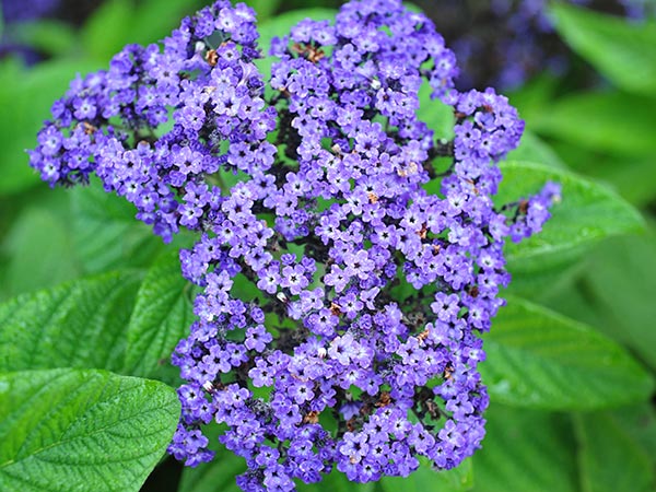 21 Gorgeous Garden Plants to Grow From Seeds Ogrodowy Heliotrope #Gardening #DIY #DIYGardening #Landscaping #Frugal 