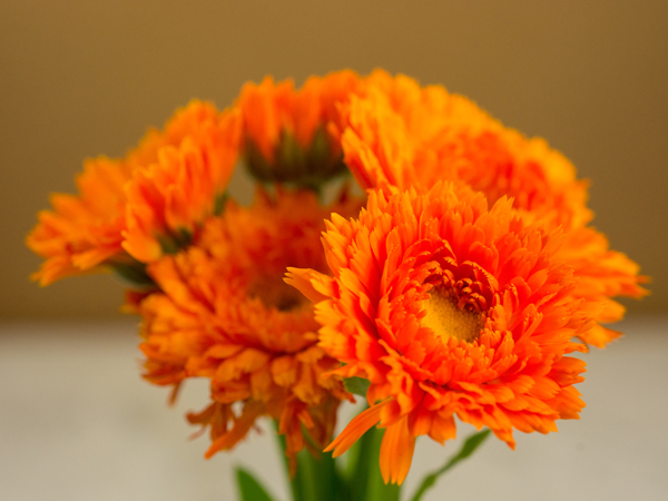 21 Gorgeous Garden Plants to Grow From Seeds Orange King Calendula #Gardening #DIY #DIYGardening #Landscape #SeedGardening 