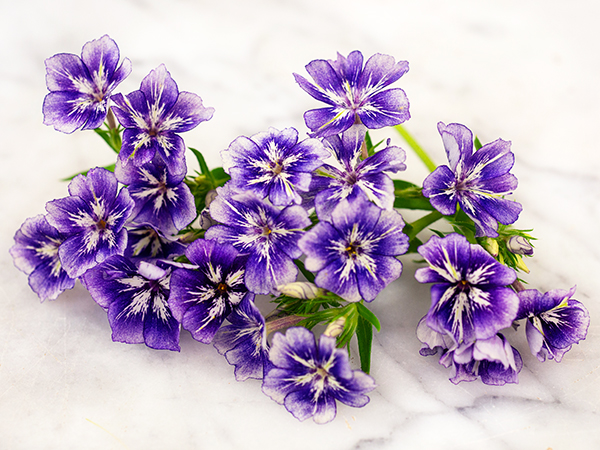 21 Gorgeous Garden Plants to Grow From Seeds Phlox Sugar Stars #Gardening #DIY #DIYGardening #Landscape #Frugal 