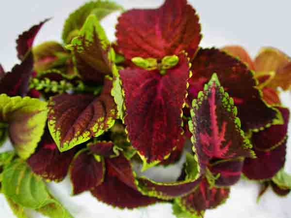 21 Gorgeous Garden Plants to Grow From Seeds Rainbow Floral Strain Mix Coleus #Gardening #DIY #DIYGardening #Landscape #Frugal 