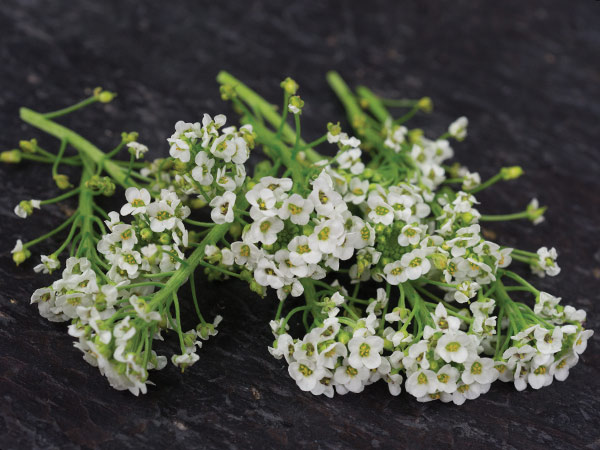 21 Gorgeous Garden Plants to Grow From Seeds Tall Sweet Alyssum White #Gardening #DIY #DIYGardening #Landscape #FrugalGarden