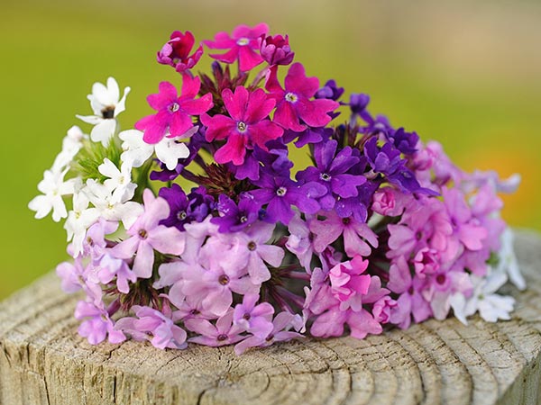 21 Gorgeous Garden Plants to Grow From Seeds Verbena Tenuisecta Mix #Gardening #DIY #DIYGardening #Landscape #FrugalGardening 