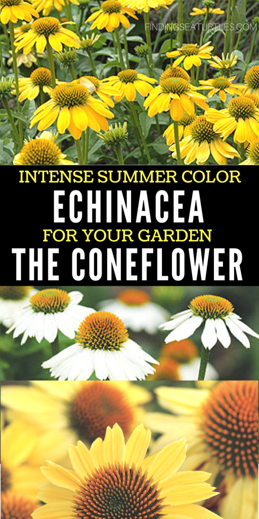 Colorful Coneflowers to Brighten Your Summer Garden #Gardening #SummerGarden #Coneflowers #Organic