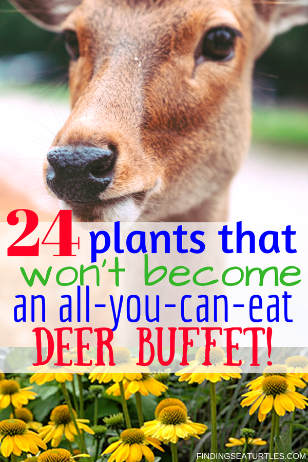 Deer Resistant Perennials: Stop Planting An All You Can Eat Garden Buffet #OrganicGardening #Gardening #Organic #DeerResistant #WhiteFlowerFarm