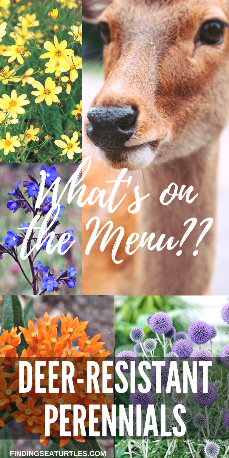 Deer Resistant Perennials Stop Planting AllYouCanEat Garden Buffets