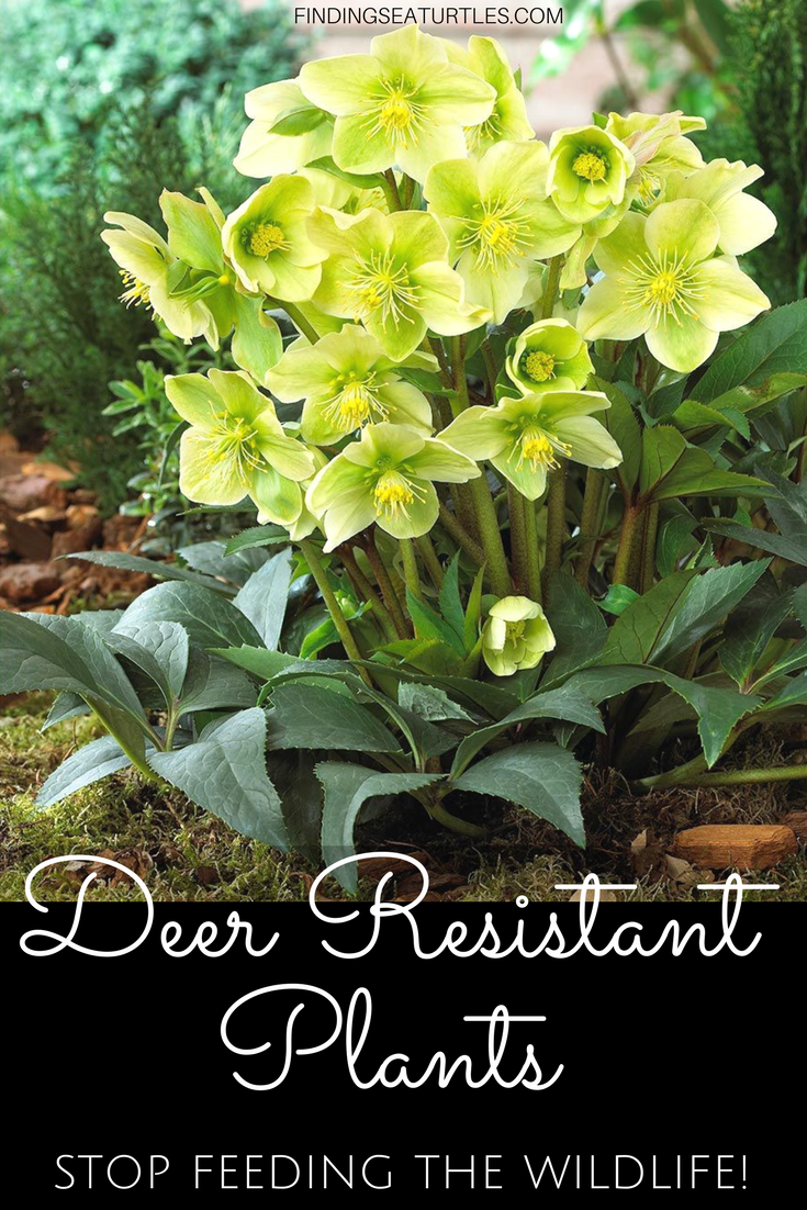 Deer Resistant Perennials Stop Planting AllYouCanEat Garden Buffets