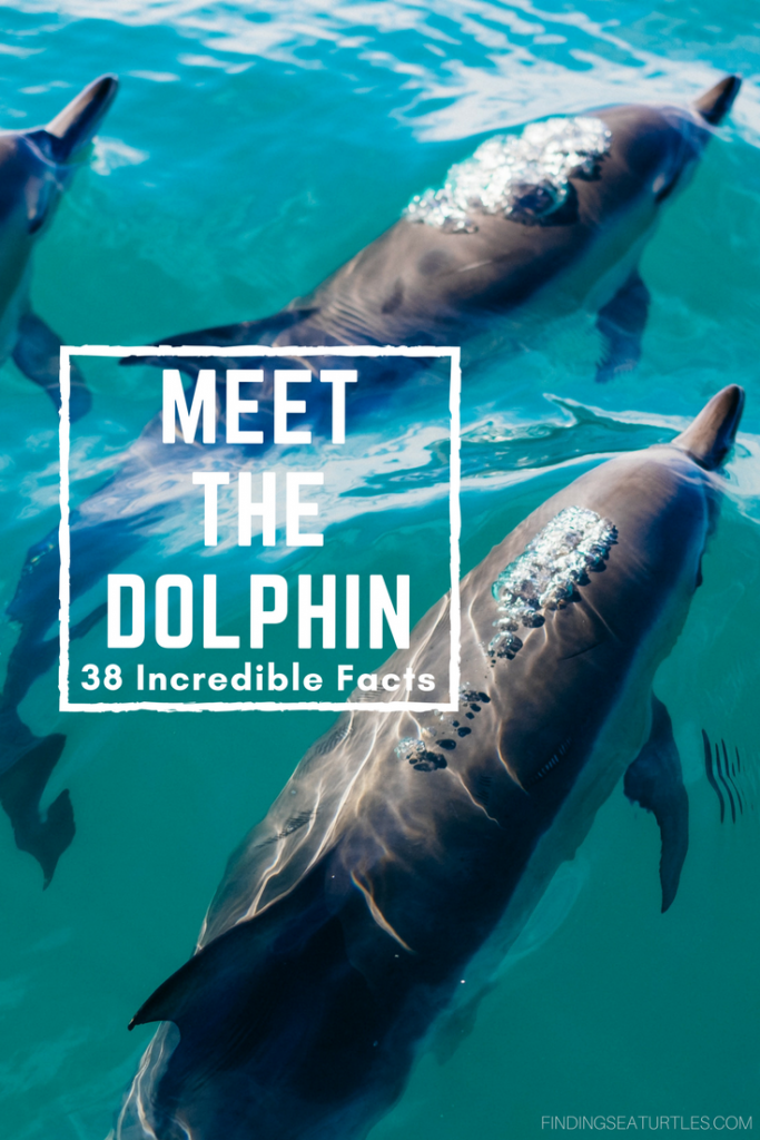 Sealife Spotlight: 38 Dolphin Facts You Didn't Know #WorldDolphinDay #dolphins #sealife #MarineMammals #oceanlife