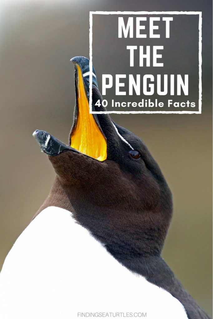 Sealife Spotlight: 40 Penguin Facts You Didn't Know #penguin #WorldPenguinDay #Sealife #Madagascar #Sealife