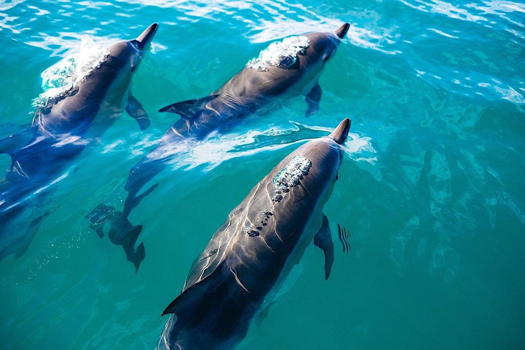 Sealife Spotlight: 38 Dolphin Facts You Didn't Know #WorldDolphinDay #dolphins #sealife #MarineMammals #oceanlife