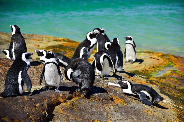 Sealife Spotlight: 40 Penguin Facts You Didn’t Know
