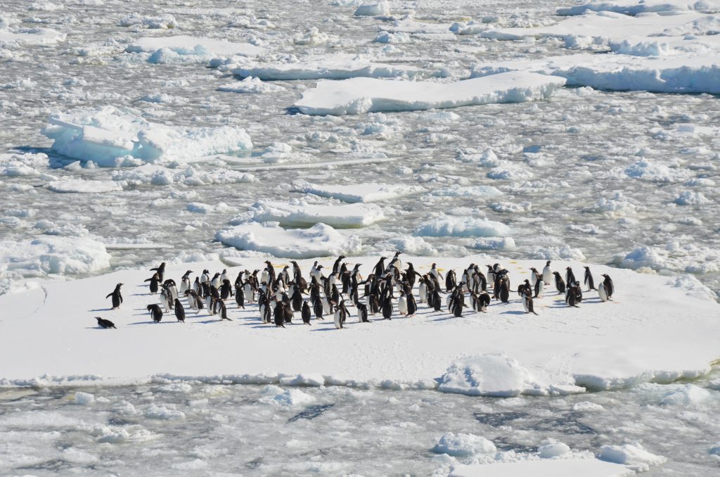 Sealife Spotlight: 40 Penguin Facts You Didn't Know #penguin #WorldPenguinDay #Sealife #Madagascar #Sealife