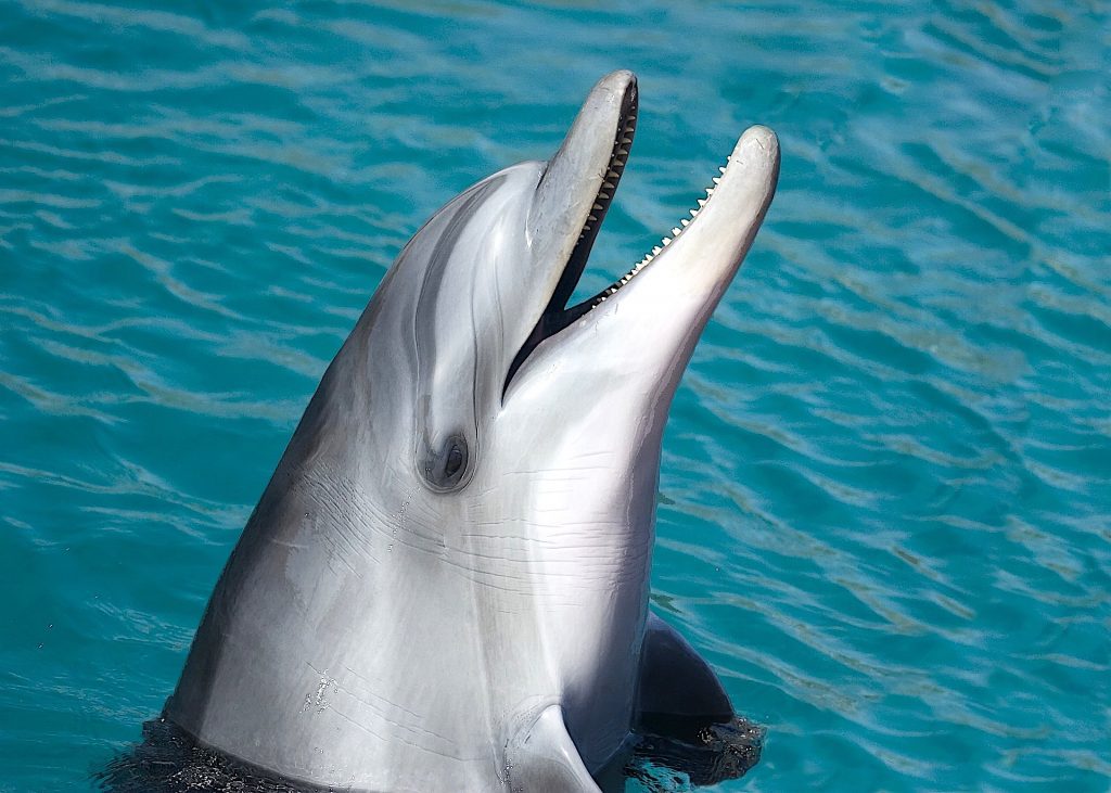 Sealife Spotlight: 38 Dolphin Facts You Didn't Know #WorldDolphinDay #dolphins #sealife #MarineMammals #oceanlife