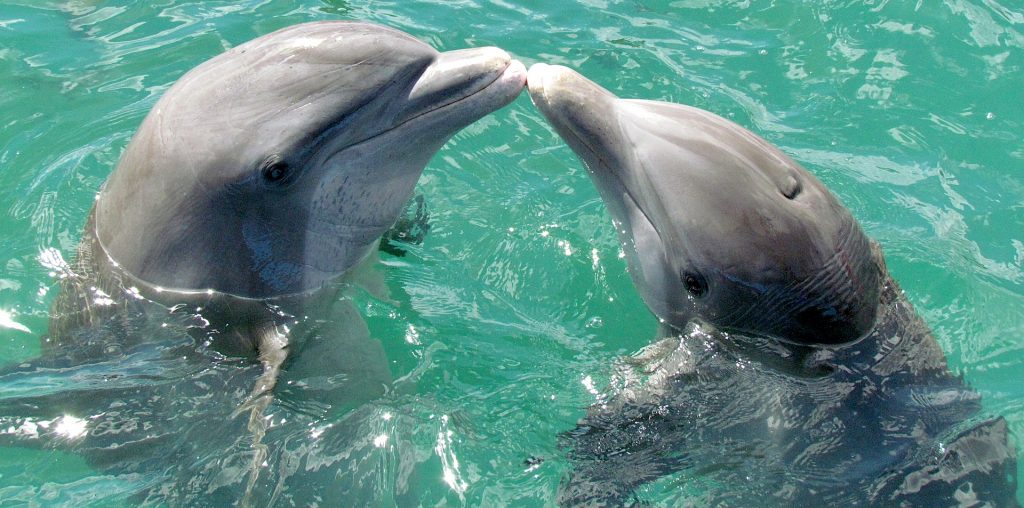 Sealife Spotlight: 38 Dolphin Facts You Didn't Know #WorldDolphinDay #dolphins #sealife #MarineMammals #oceanlife