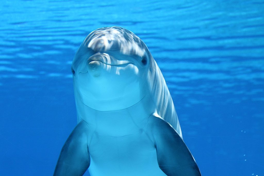 Sealife Spotlight: 38 Dolphin Facts You Didn't Know #WorldDolphinDay #dolphins #sealife #MarineMammals #oceanlife