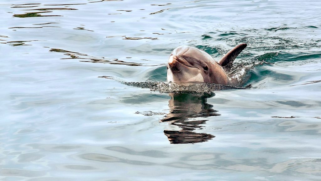 Sealife Spotlight: 38 Dolphin Facts You Didn't Know #WorldDolphinDay #dolphins #sealife #MarineMammals #oceanlife