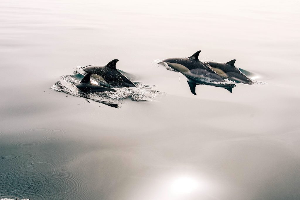 Sealife Spotlight: 38 Dolphin Facts You Didn't Know #WorldDolphinDay #dolphins #sealife #MarineMammals #oceanlife