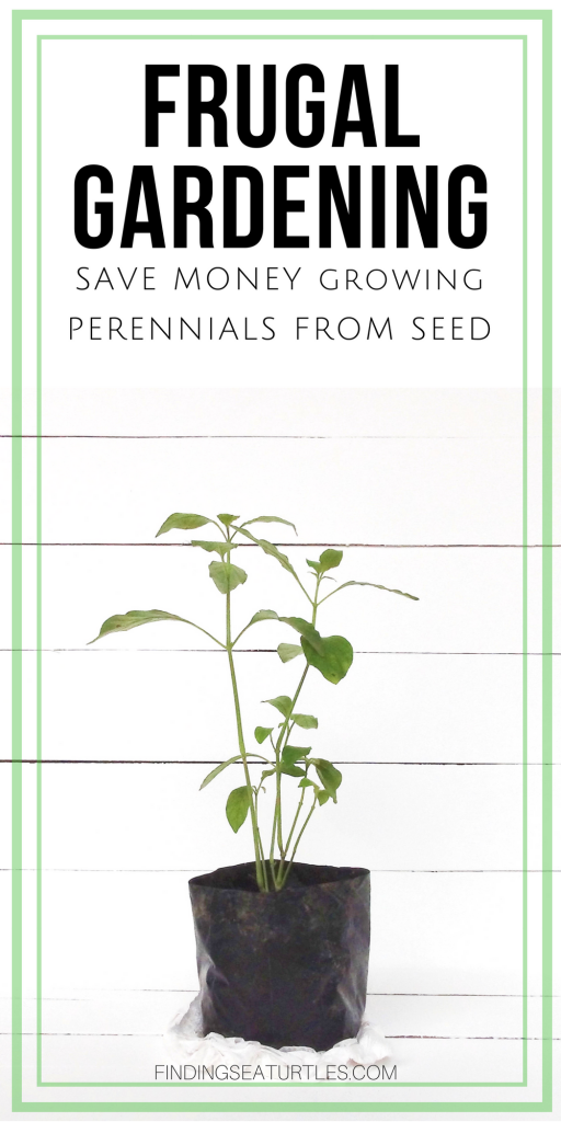 Frugal Gardening: Grow Perennials From Seeds #frugalgardening #gardeninghacks #seeds #gardening #perennials
