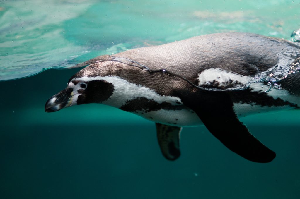 Sealife Spotlight: 40 Penguin Facts You Didn't Know #penguin #WorldPenguinDay #Sealife #Madagascar #Sealife