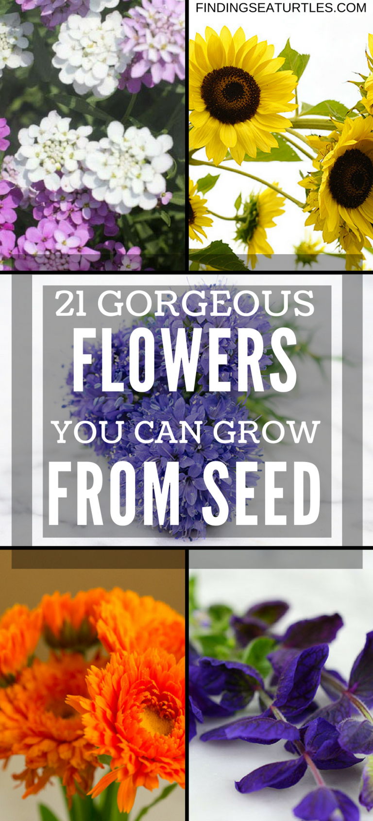 21 Garden Plants Easy to Grow From Seeds