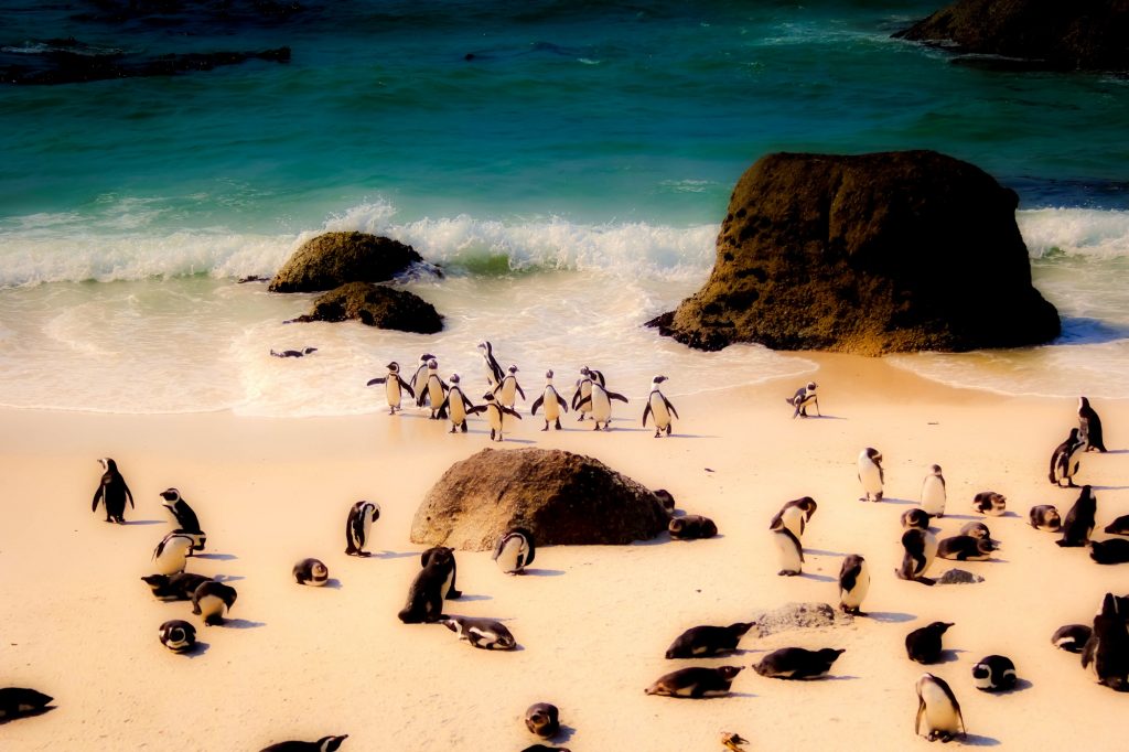 Sealife Spotlight: 40 Penguin Facts You Didn't Know #penguin #WorldPenguinDay #Sealife #Madagascar #Sealife