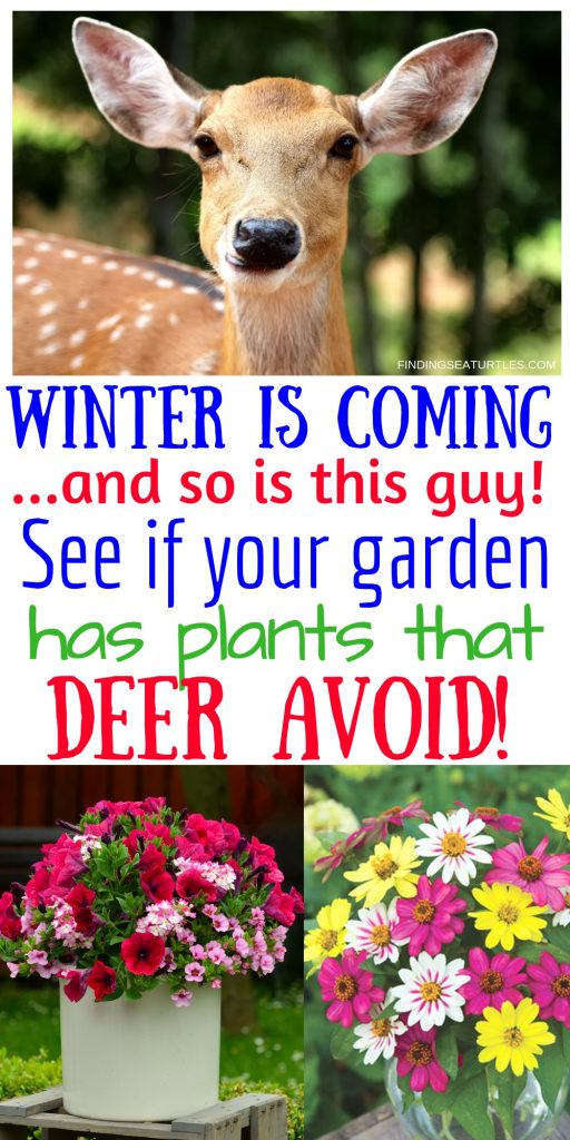 WINTER IS COMING - and so are hungry deer! See if your garden plants are on this list that they avoid #OrganicGardening #Gardening #Organic #DeerResistant #WhiteFlowerFarm