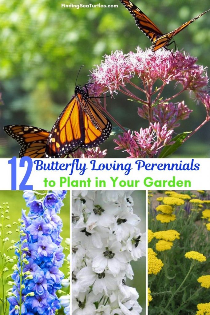 12 Perennials That Butterflies Find Irresistible