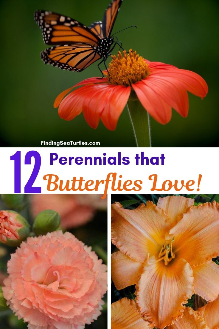 12 Perennials That Butterflies Love! #Perennials #Garden #Gardening #Landscape #PerennialsForButterflies #Butterflies #Pollinators #GardenPollinators #ButterflyGarden 