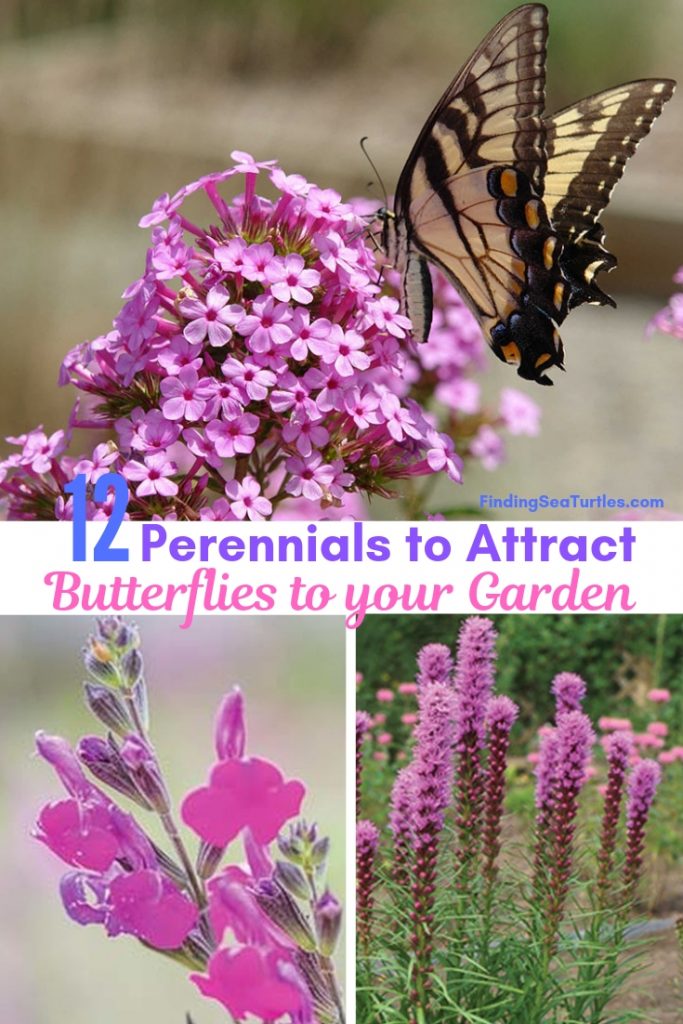 12 Perennials That Butterflies Find Irresistible