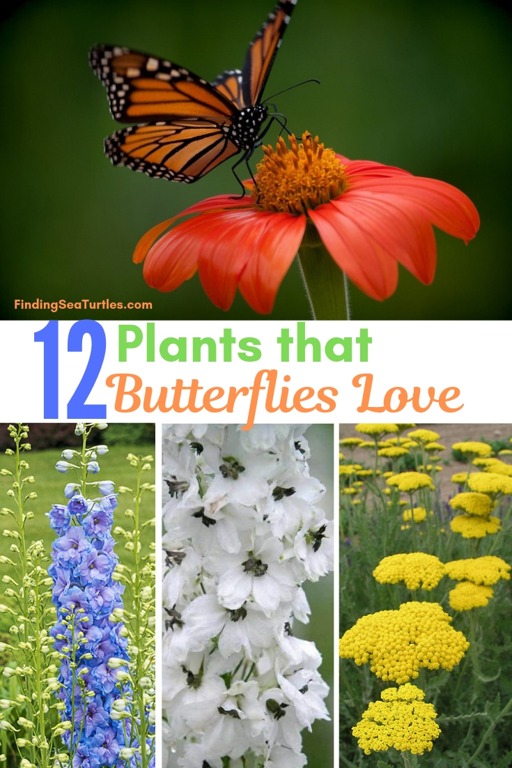 12 Plants That Butterflies Love #Perennials #Garden #Gardening #Landscape #PerennialsForButterflies #Butterflies #Pollinators #GardenPollinators #ButterflyGarden