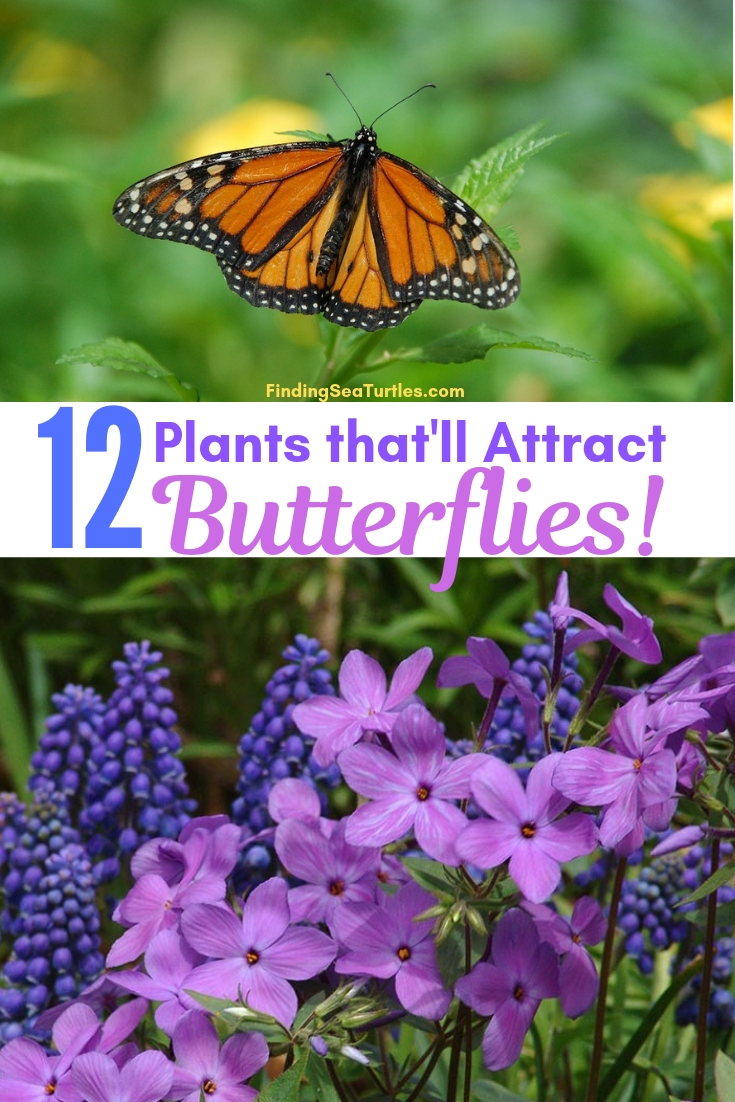12 Plants That'll Attract Butterflies! #Perennials #Garden #Gardening #Landscape #PerennialsForButterflies #Butterflies #Pollinators #GardenPollinators #ButterflyGarden