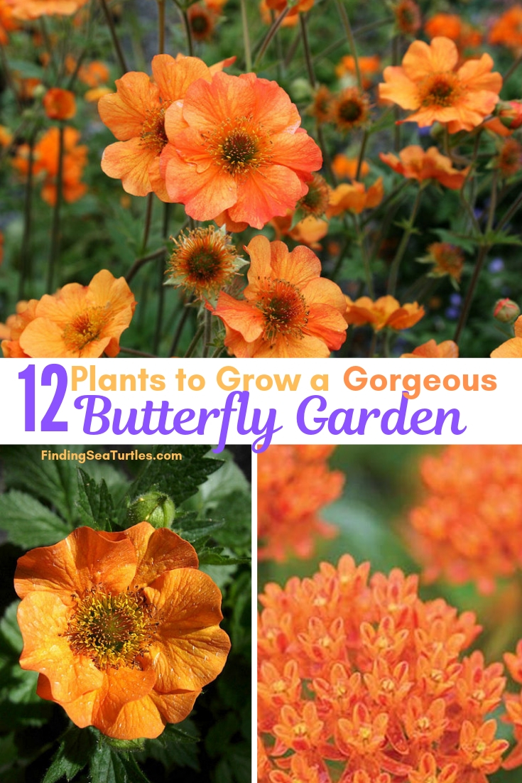 12 Plants To Grow A Gorgeous Butterfly Garden #Perennials #Garden #Gardening #Landscape #PerennialsForButterflies #Butterflies #ButterflyGarden #Pollinators #GardenPollinators 