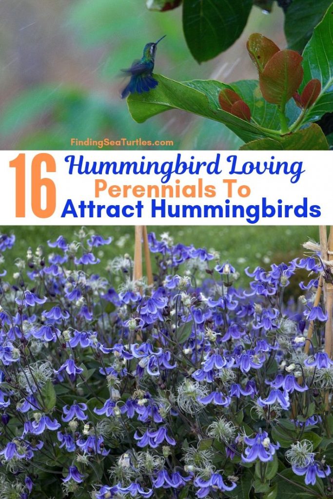 16 Perennials That Attract Hummingbirds To Your Garden 