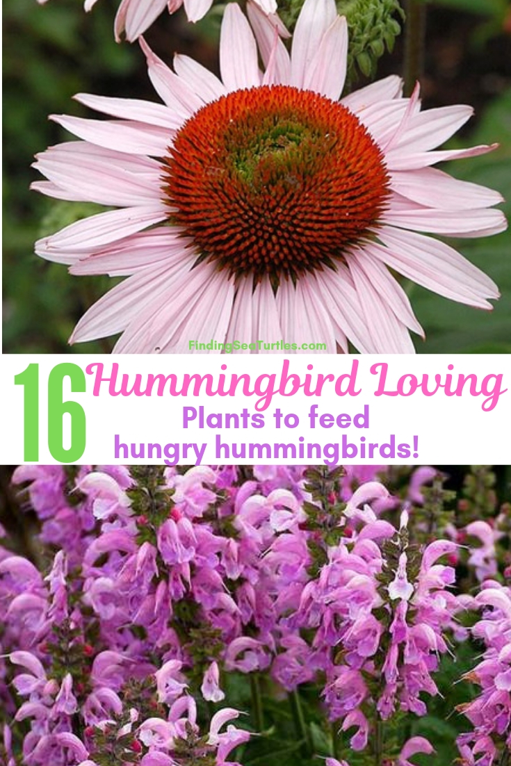 16 Hummingbird Loving Plants To Feed Hungry Hummingbirds #Perennials #Garden #Gardening #Landscape #PerennialsForHummingbirds #Hummingbirds #Pollinators #GardenPollinators 