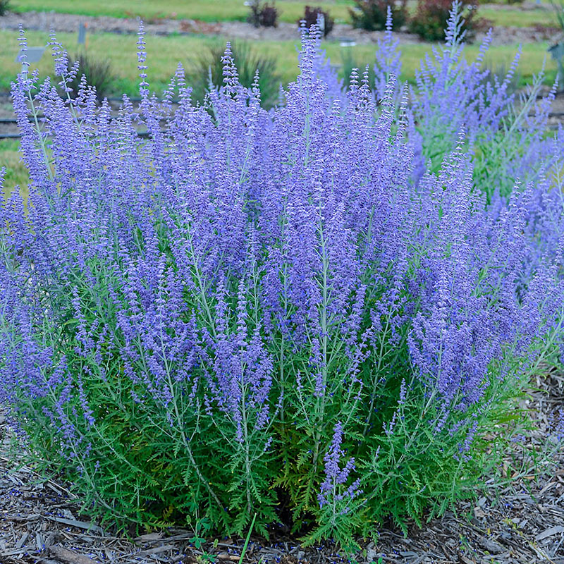 25 Drought Resistant Plants Blue Jean Baby Russian Sage #Garden #Gardening #Landscaping #DroughtResistant #DroughtTolerant #Perennials #DroughtResistantPerennials 