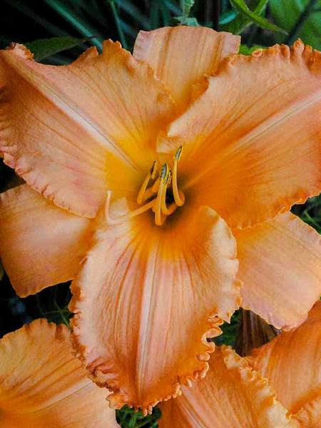 25 Drought Resistant Perennials New Tangerine Twist Hemerocallis #Garden #Gardening #Landscaping #DroughtResistant #DroughtTolerant #Perennials #DroughtResistantPerennials 