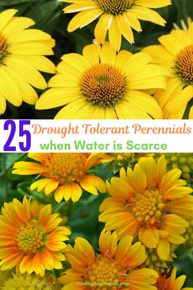 25 Drought Tolerant Perennials When Water Is Scarce #Garden #Gardening #Landscaping #DroughtResistant #DroughtTolerant #Perennials #DroughtResistantPerennials 