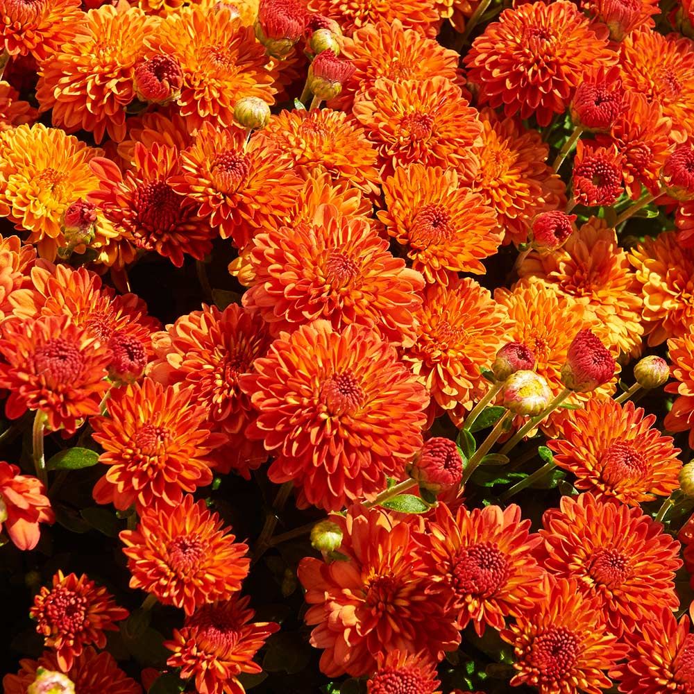 9 Plants That Repel Bugs Naturally Chrysanthemums Harvest Igloo #Organic #Natural #BugRepellantPlants #WhiteFlowerFarm #Chrysanthemums 