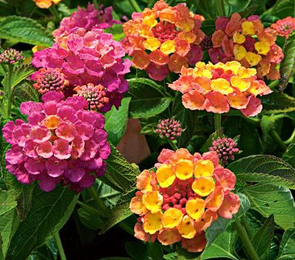 9 Plants That Repel Bugs Naturally Lantana Landmark Rose Sunrise #Organic #Natural #BugRepellantPlant #Lantana #Gardening #WhiteFlowerFarms