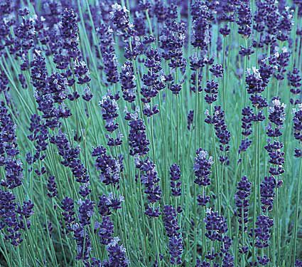 9 Plants That Repel Bugs Naturally Lavender Hidcote #WhiteFlowerFarm #Organic #Natural #BugRepellingPlants #Lavender #Gardening