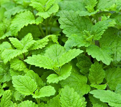 9 Plants That Repel Bugs Naturally Lemon Balm #WhiteFlowerFarm #LemonBalm #Organic #Natural #BugRepellingPlants #Patio #Porch #Balcony #Deck