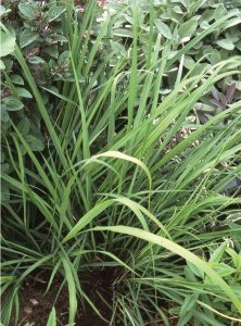 What Bugs Does Lemongrass Repel - what bugs does lemongrass repel