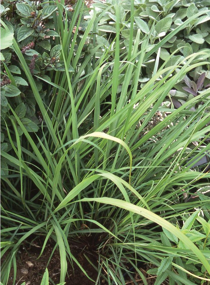 9 Plants That Repel Bugs Naturally Lemon Grass #LemonGrass #OrganicGardening #BugRepellingPlants #PatioPlants #PorchPlants #DeckPlants 