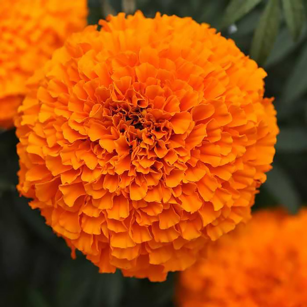 9 Plants That Repel Bugs Naturally Marigold Garland Orange #Organic #Natural #BugRepellingPlants #MarigoldGarlandOrange #SwallowtailGardenSeeds #Patio #Porch #Deck 